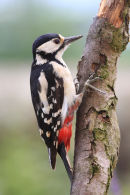 08-2342 Great Spotted Woodpecker Dendrocopos major